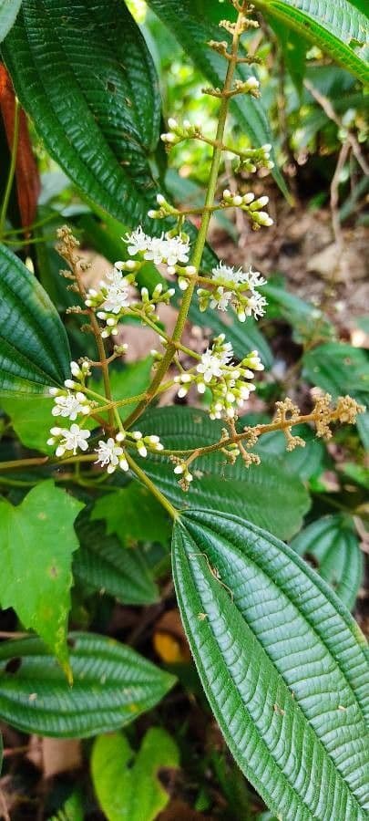Miconia 5