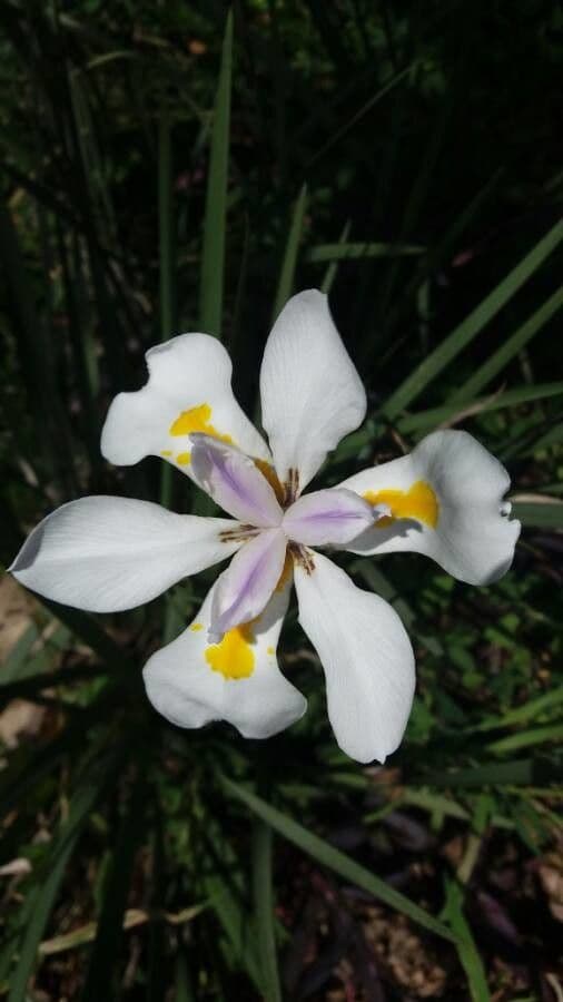 Iris selvatico a fiore grande 7