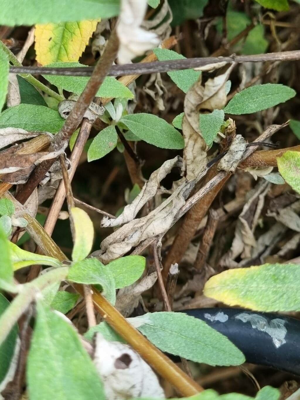 Buddleja 16