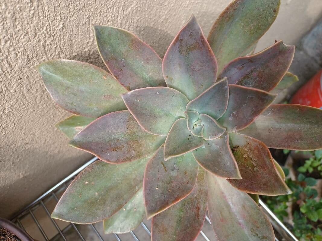 Echeveria 18