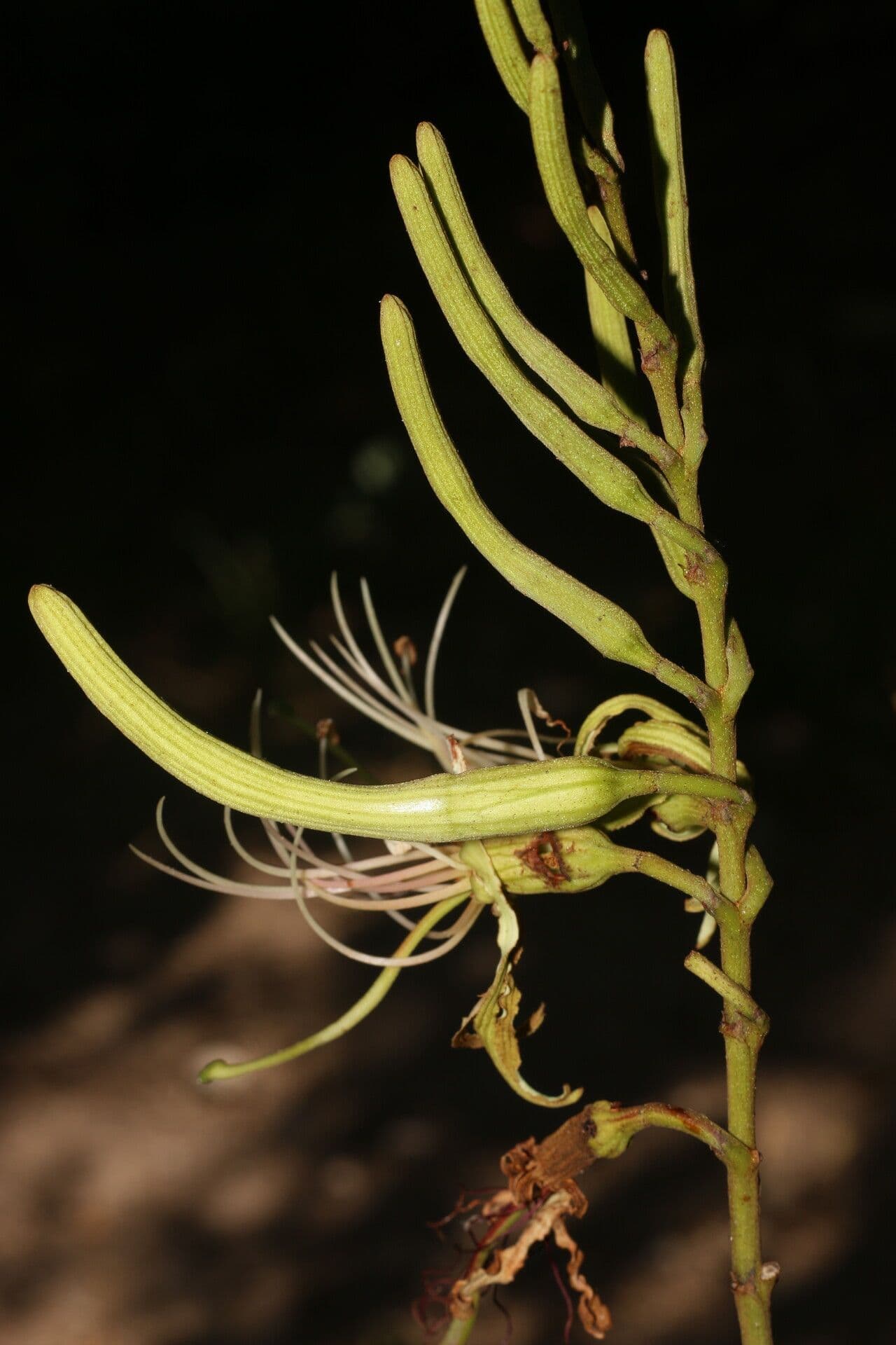 Bauhinia ungulata 3