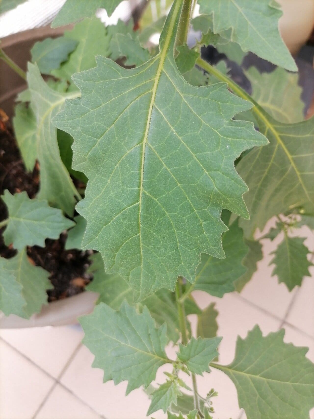 Solano divino 9