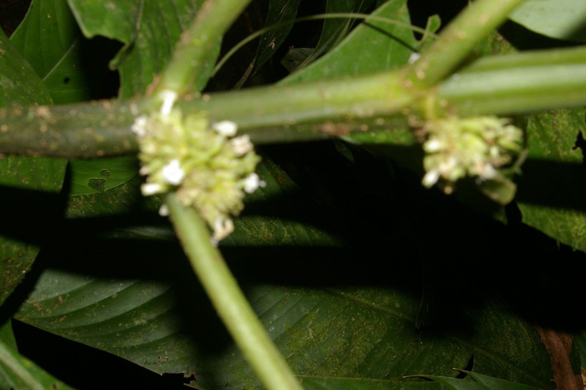 Notopleura