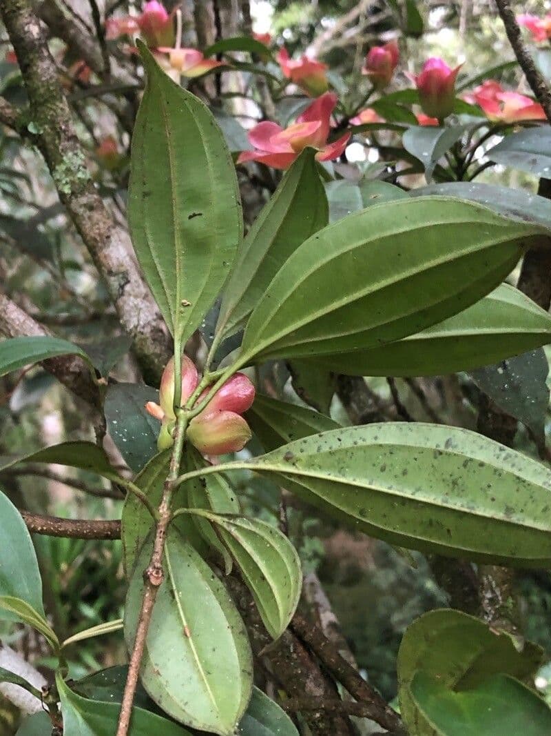 Blakea litoralis 7