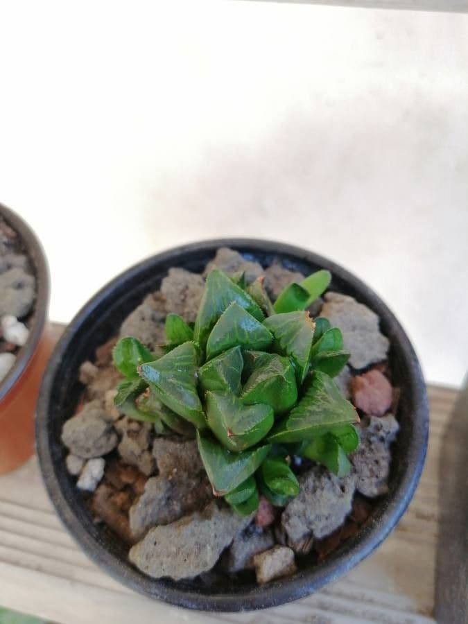 Hawortia 21