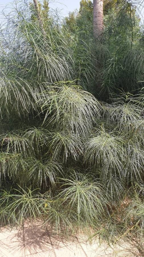 Parkinsonia 15