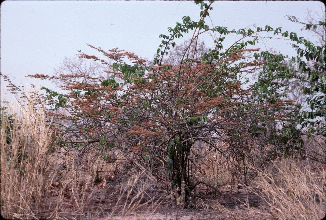 Combretum paniculatum 8