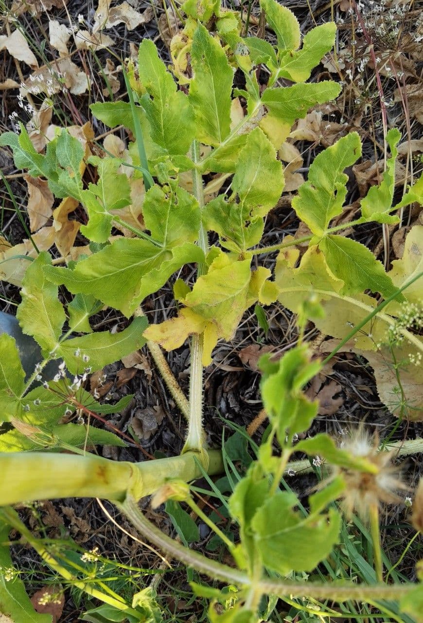 Opopanax 5