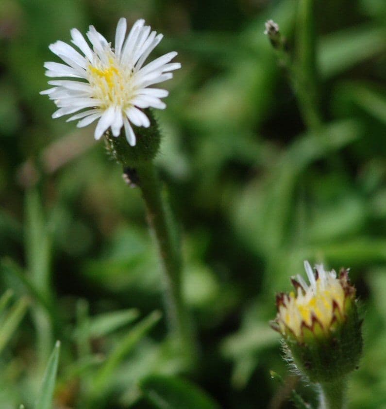 Erigeron a raggi corti