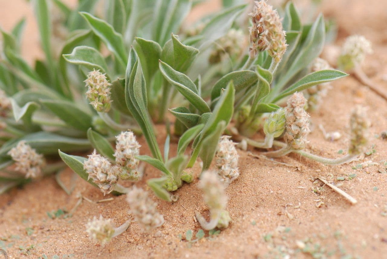 Jitrocel 13