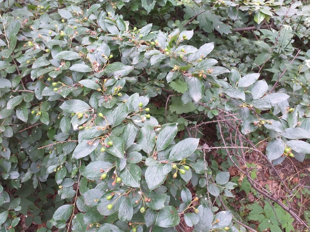 Cotoneaster di Pechino 7