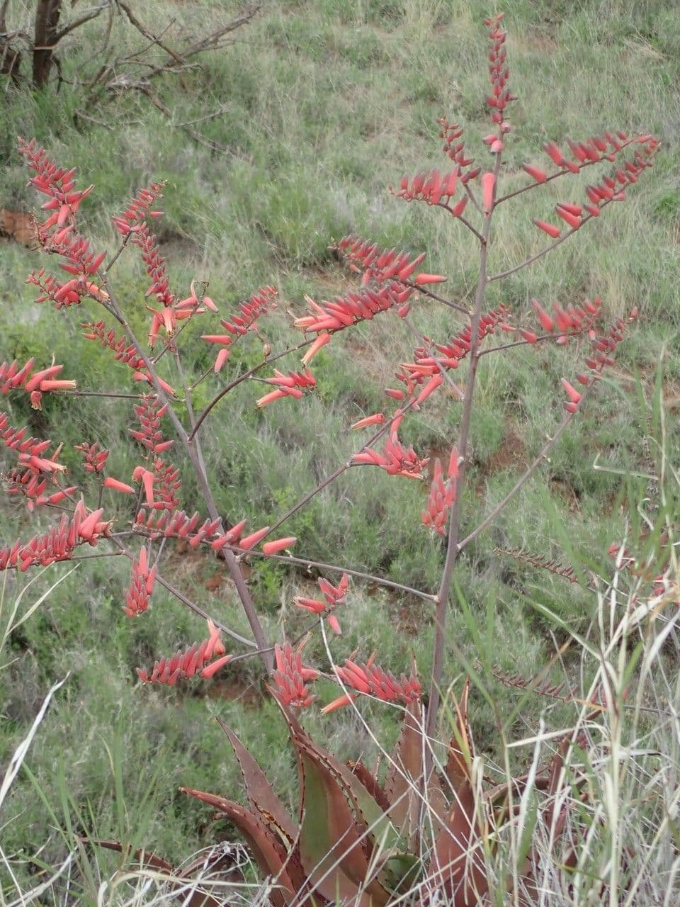 Aloe 19