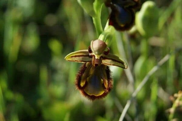 Ophrys speculum 20