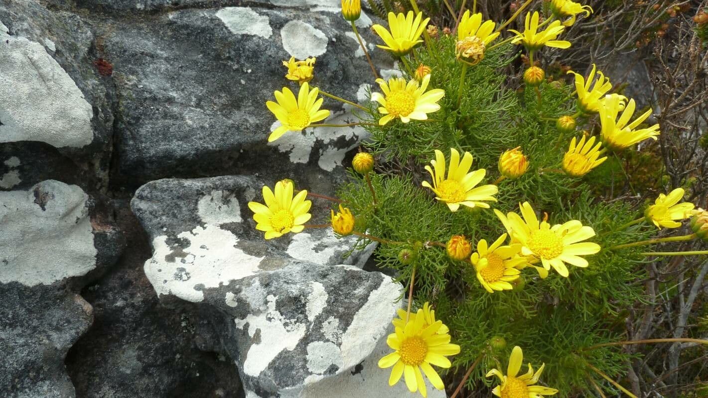 Coreopsis gigantea