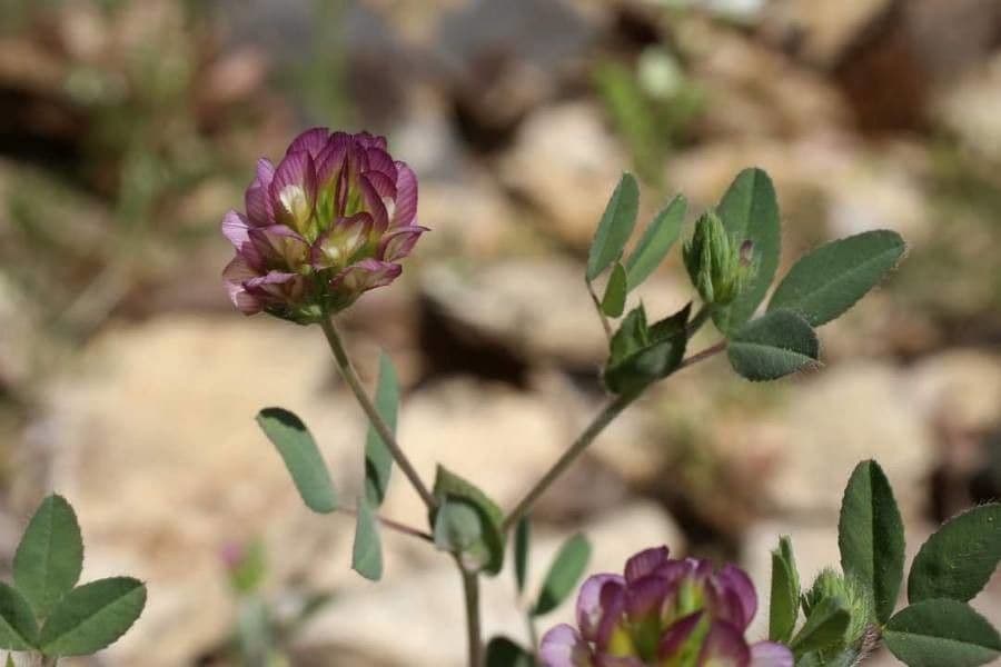Trèfle à grandes fleurs 7