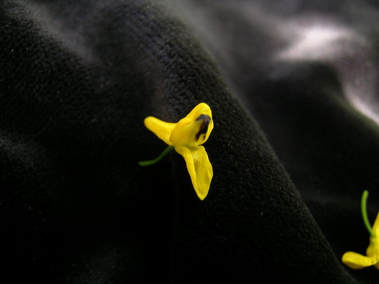 Fumaria 9