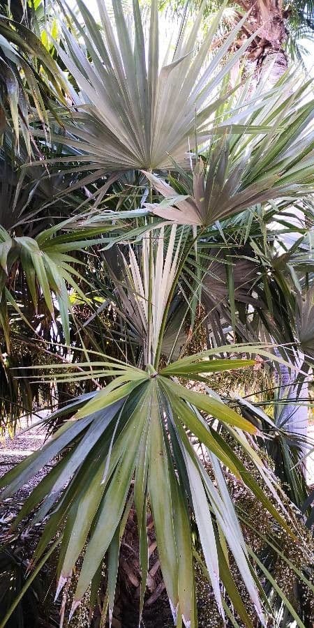 Thrinax 8