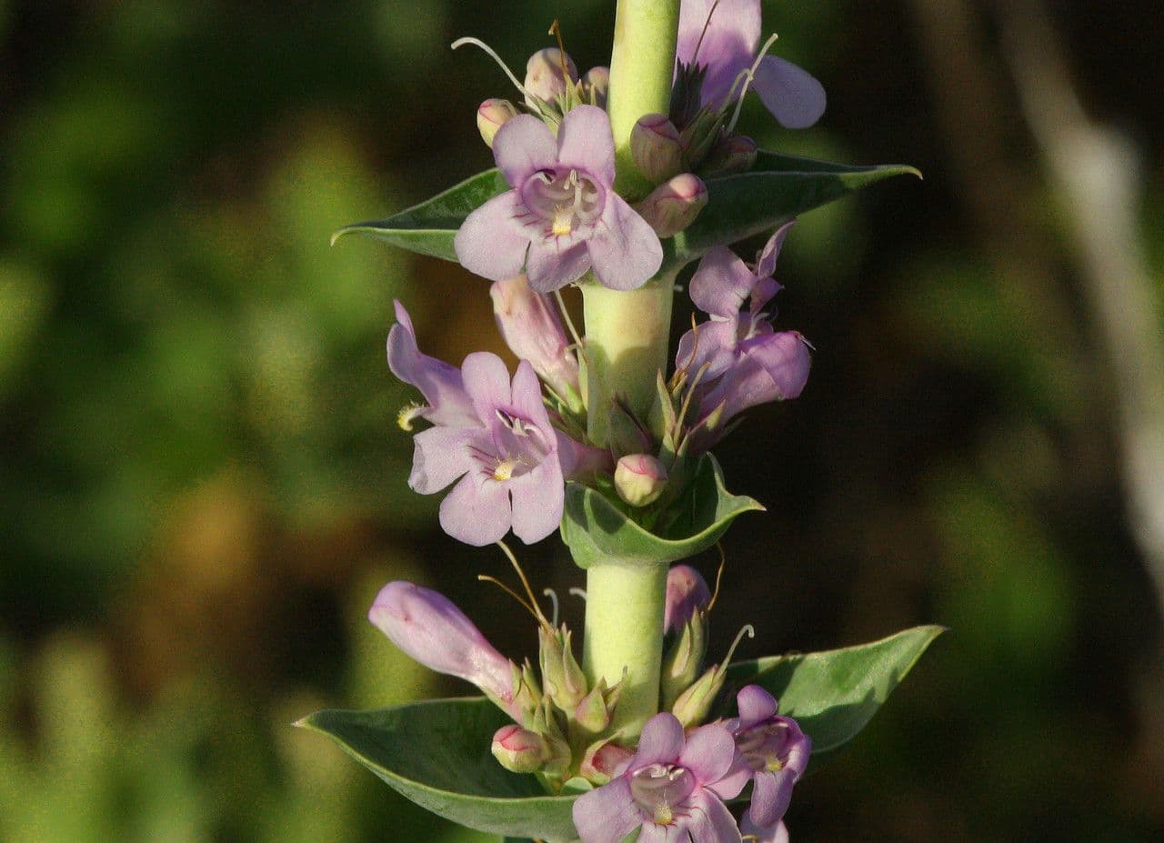 Penstemon 2