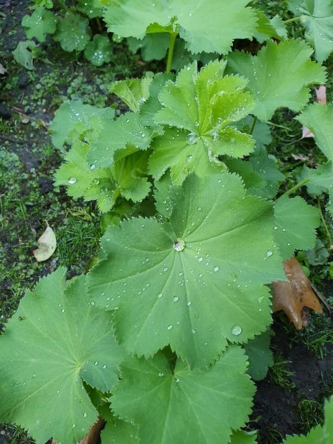 Alchemilla comune 17