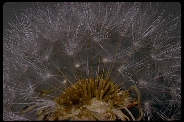 Agoseris retrorsa 2
