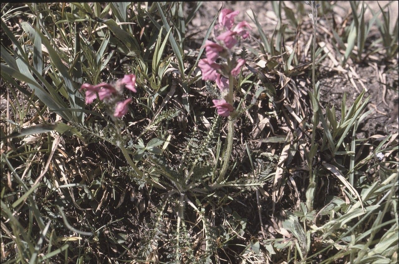 Pedicularis cenisia 10