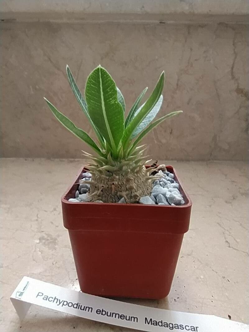Pachypodium