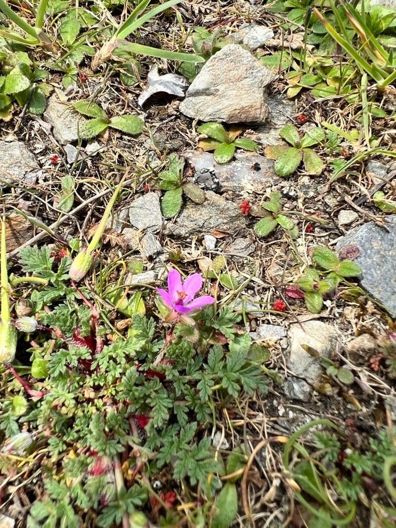 Erodium aethiopicum 9