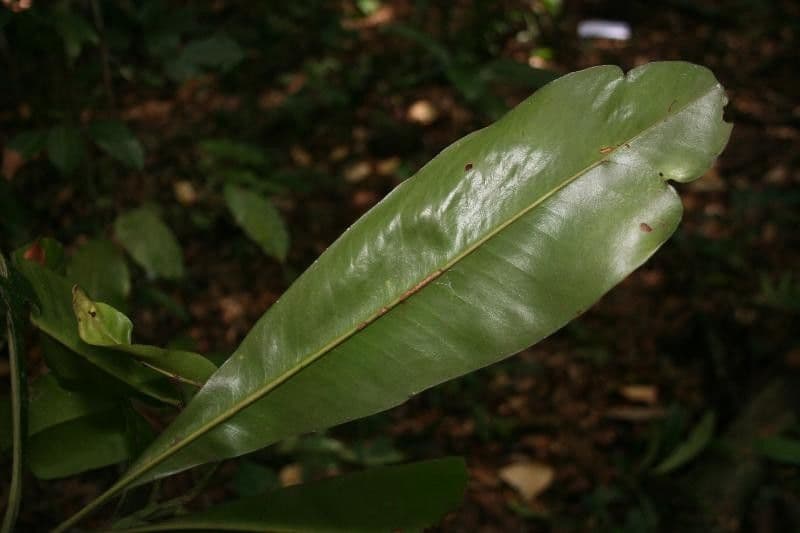 Rhabdodendron 3