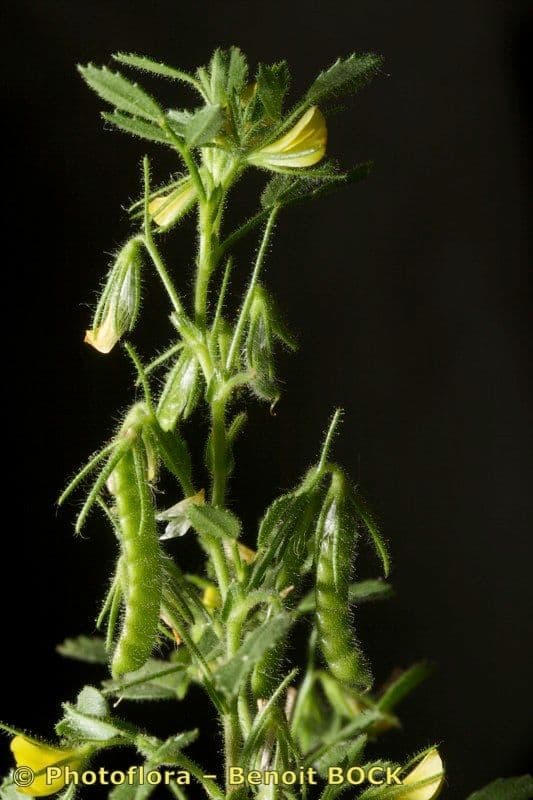 Groggelaria 18