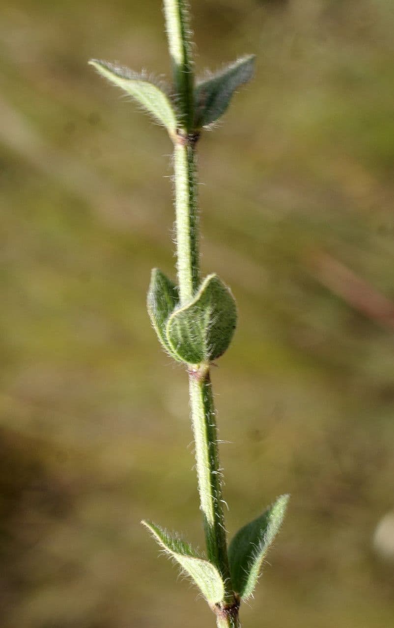 Micromeria 9