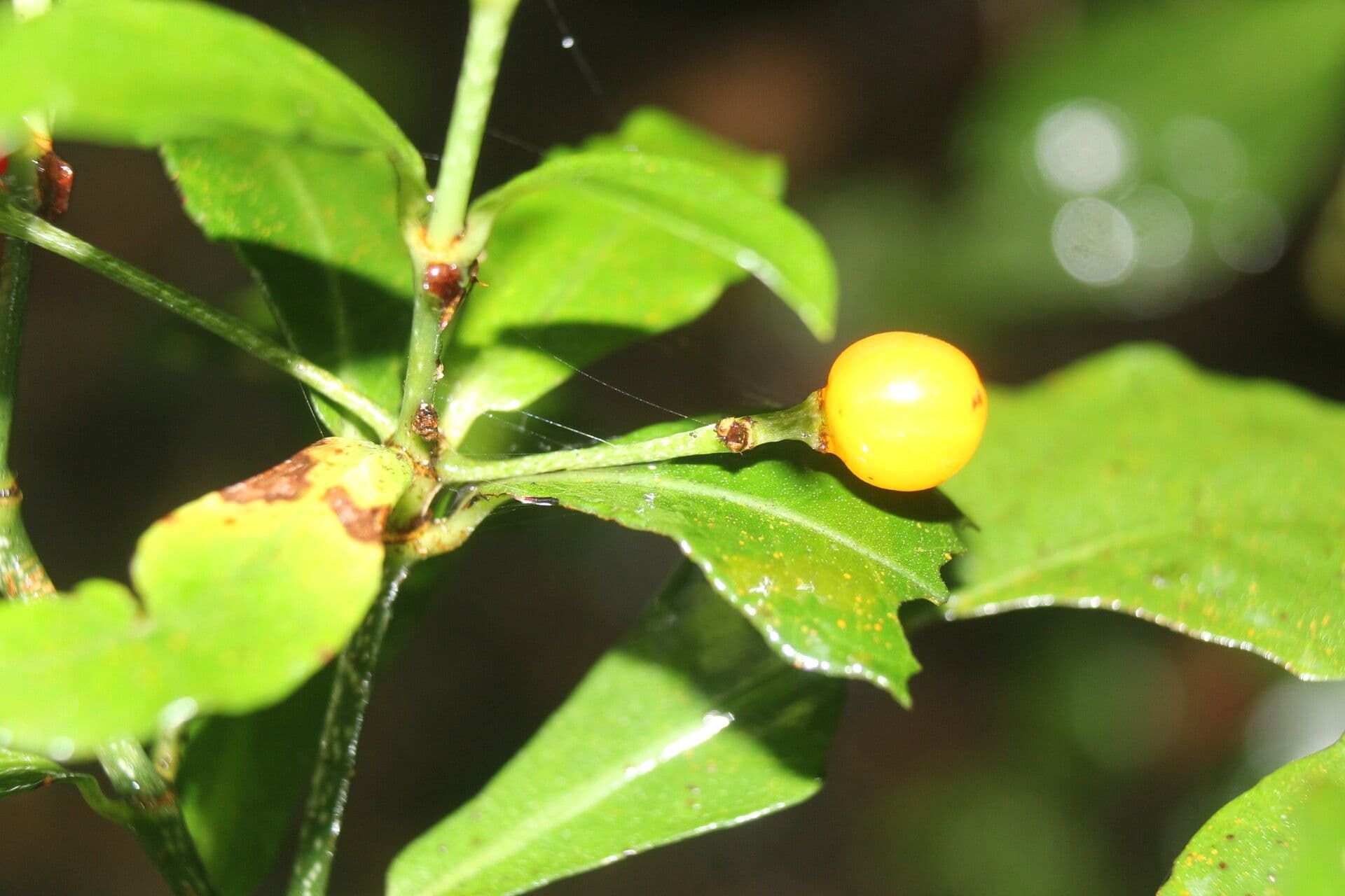 Psychotria 4