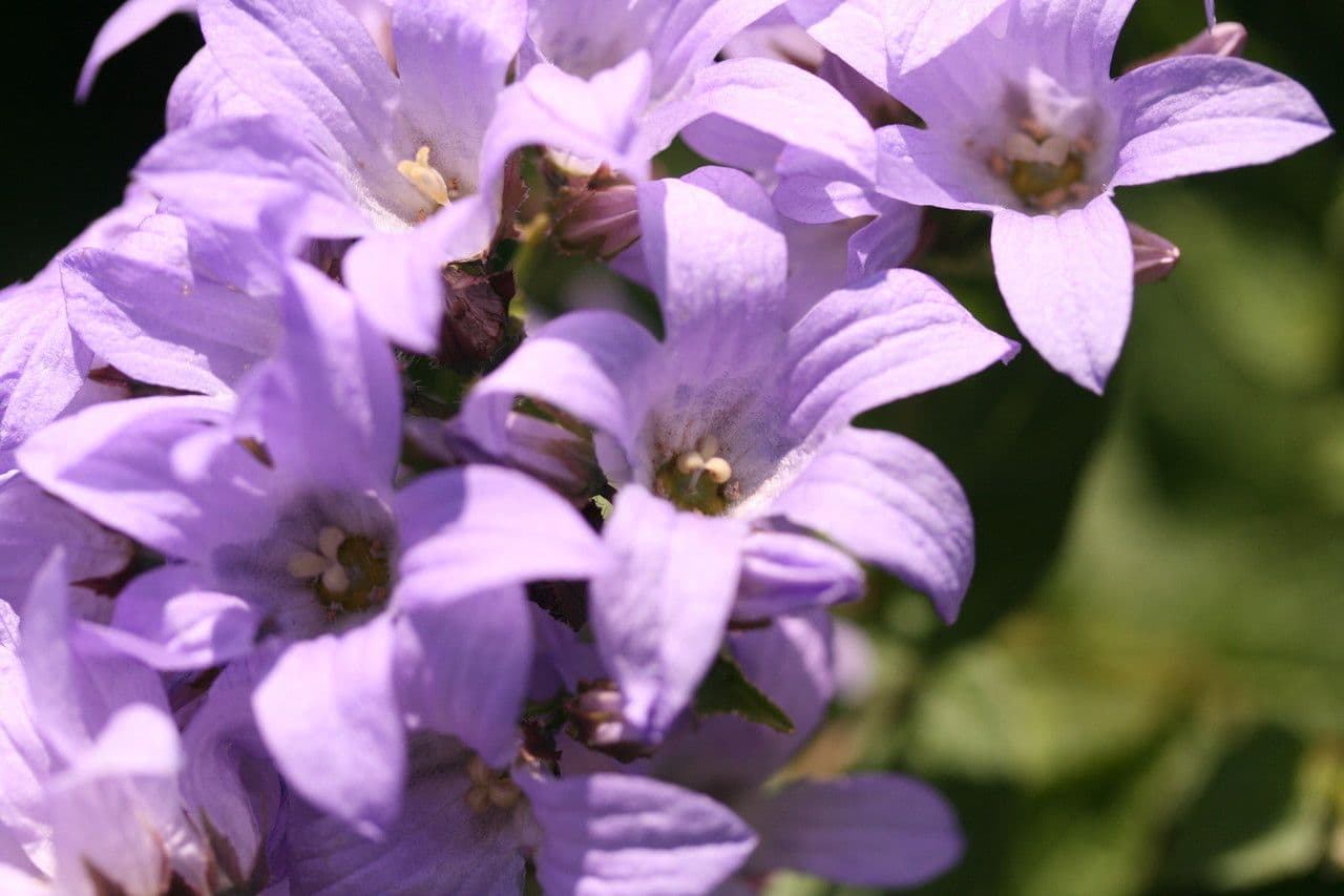 Campanula lactiflora 5