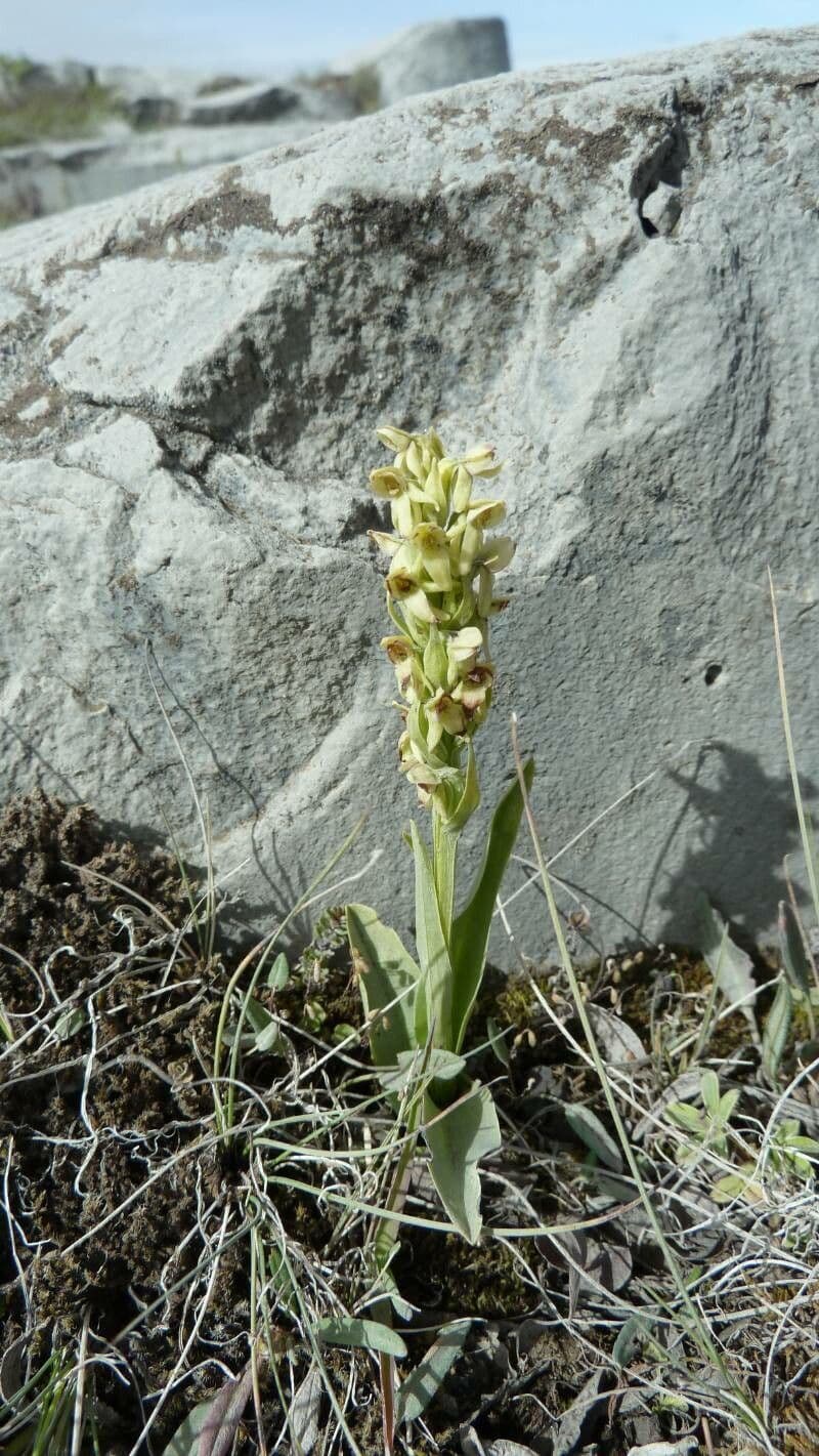 Platantera iperborea 4