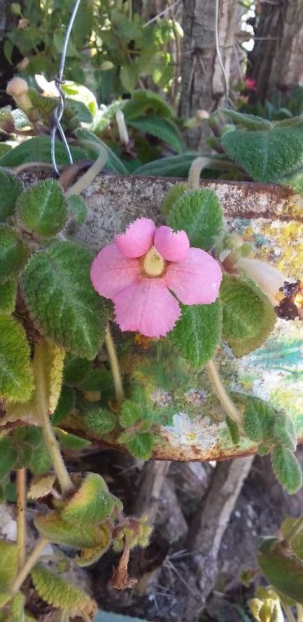 Chrysothemis melittifolia 5