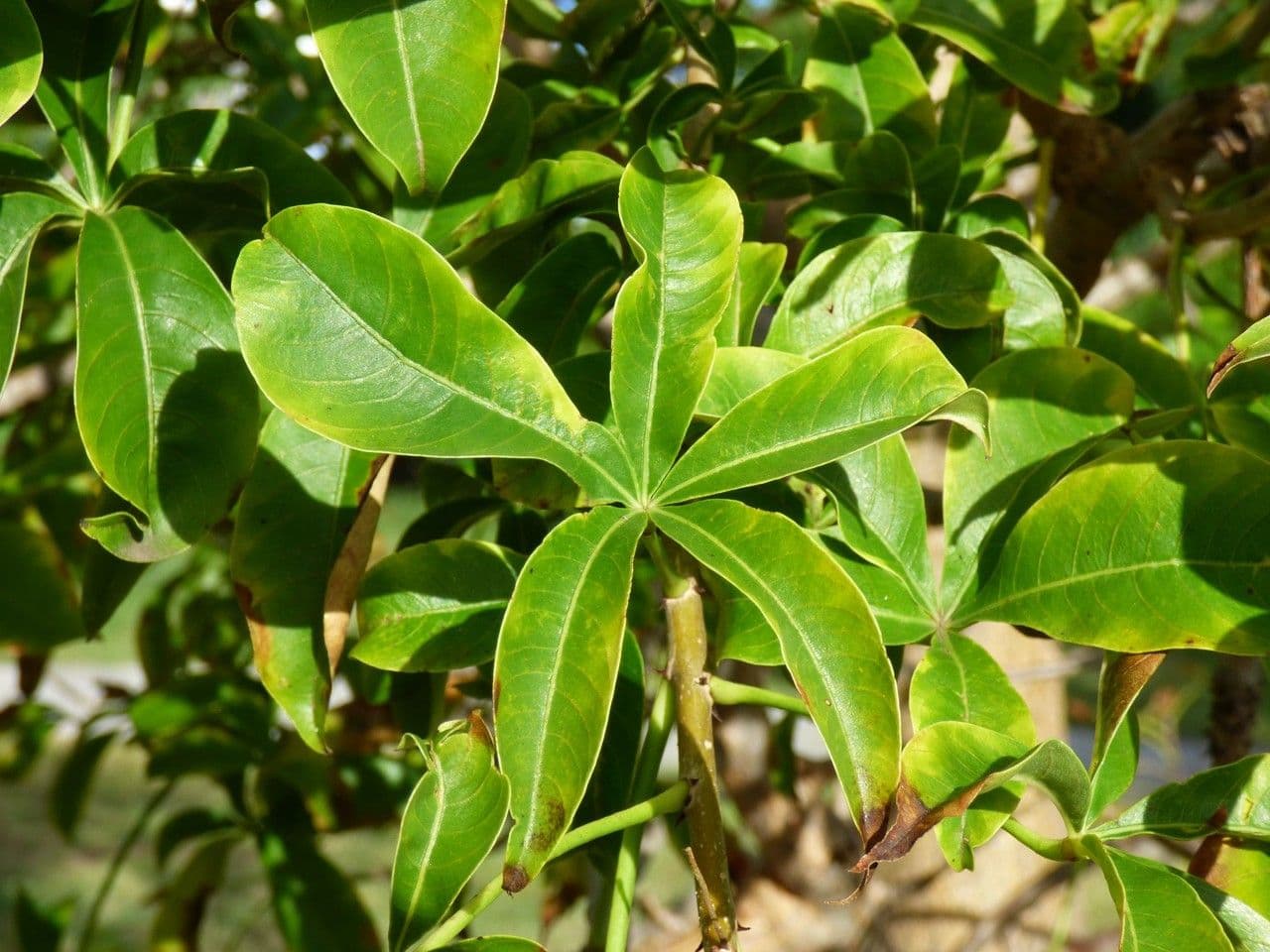 Baobab 16