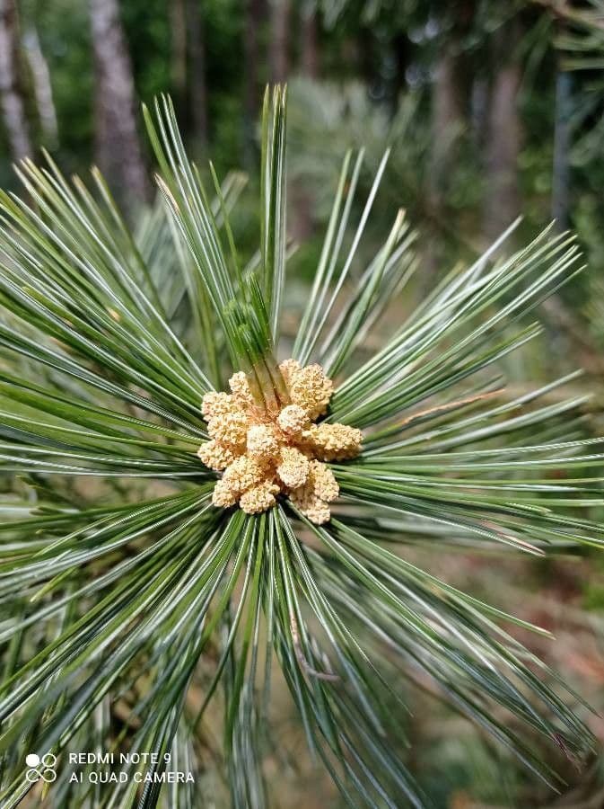 Pino parviflora 9