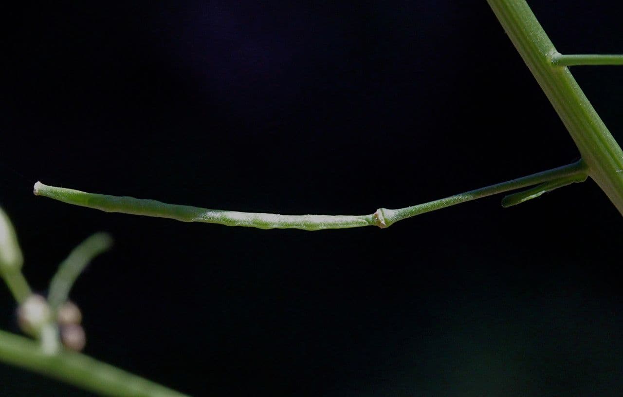 Erucastro comune