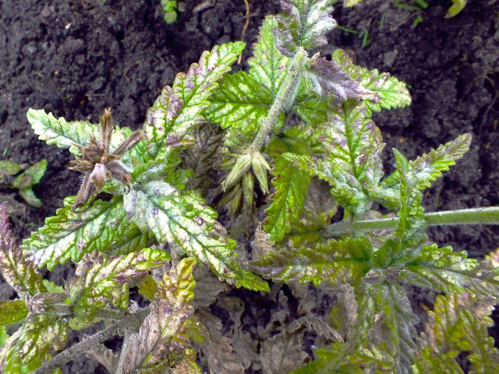 Verbena ibrida 11