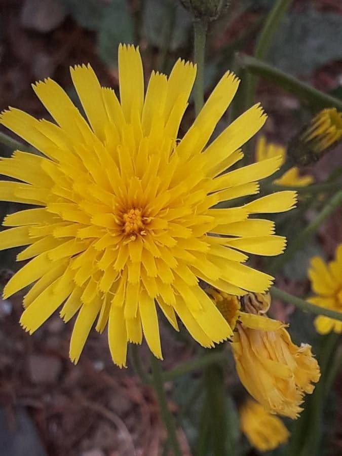 Hieracium 2