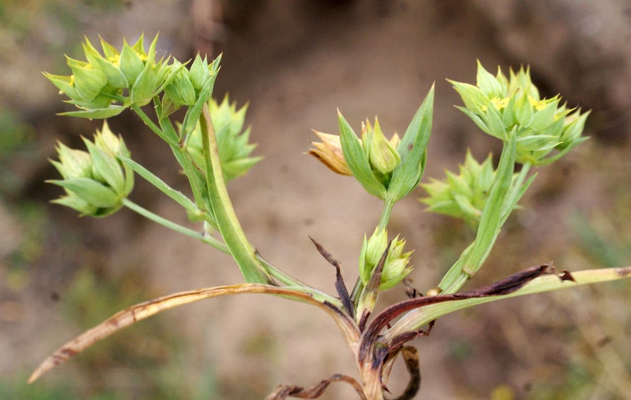 Bupleurum di Balden 10