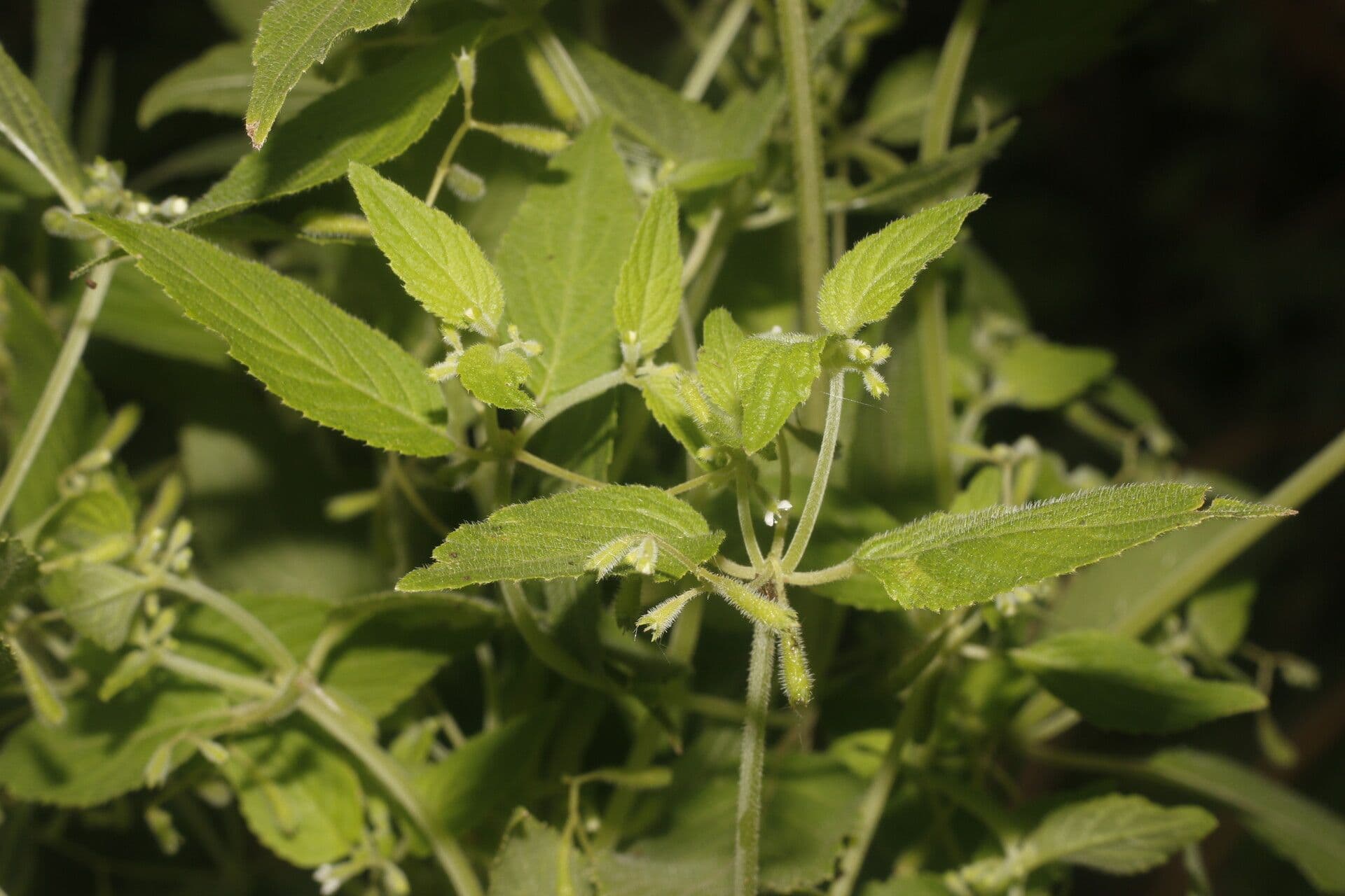 Klaprothia 7