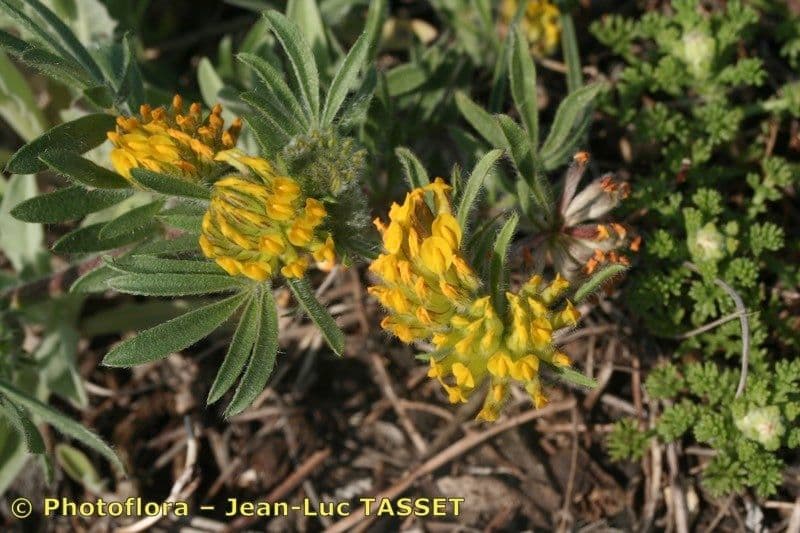 Anthyllis 3