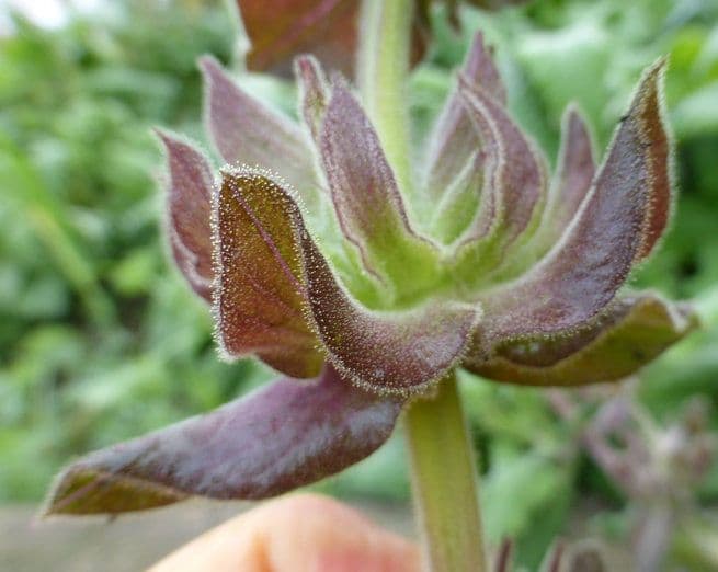 Salvia spathacea 15
