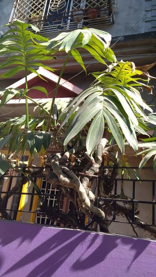 Rhaphidophora 10