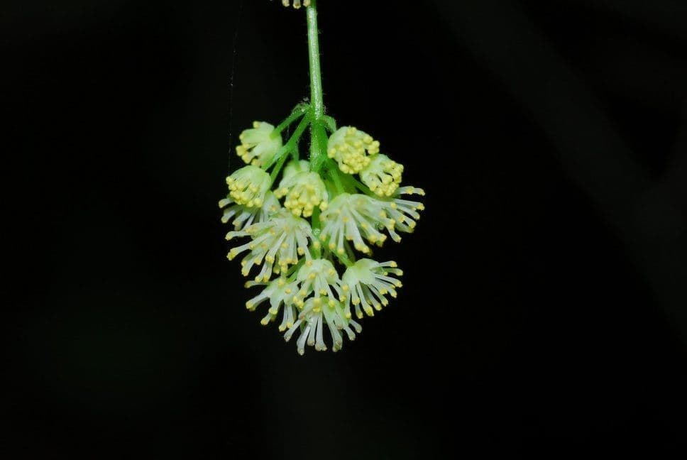 Kanadische Mondsame 7