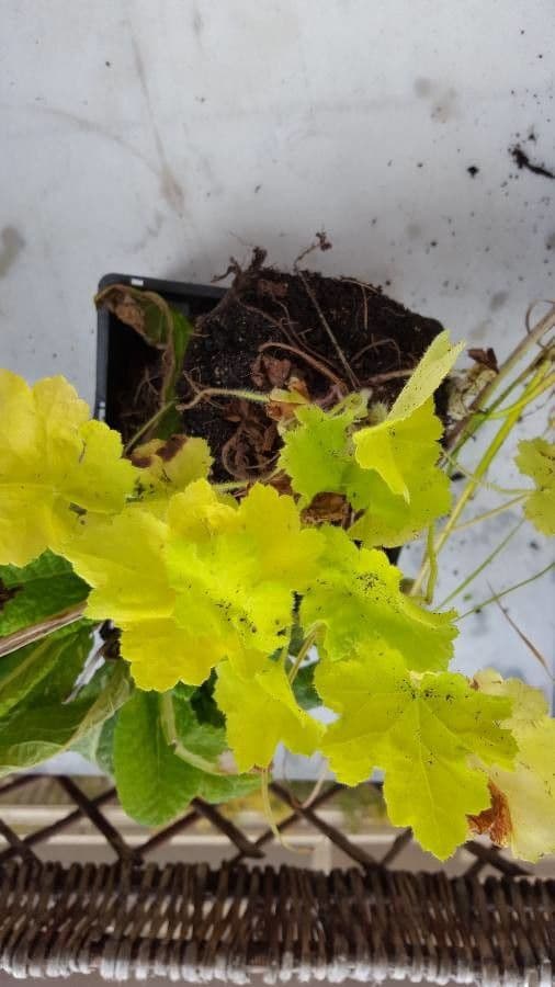 Alumroot peludo 5