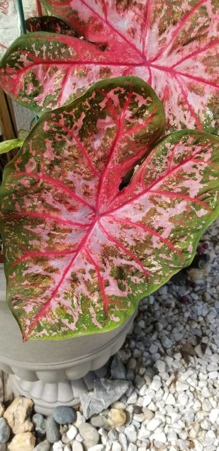 Caladium 15