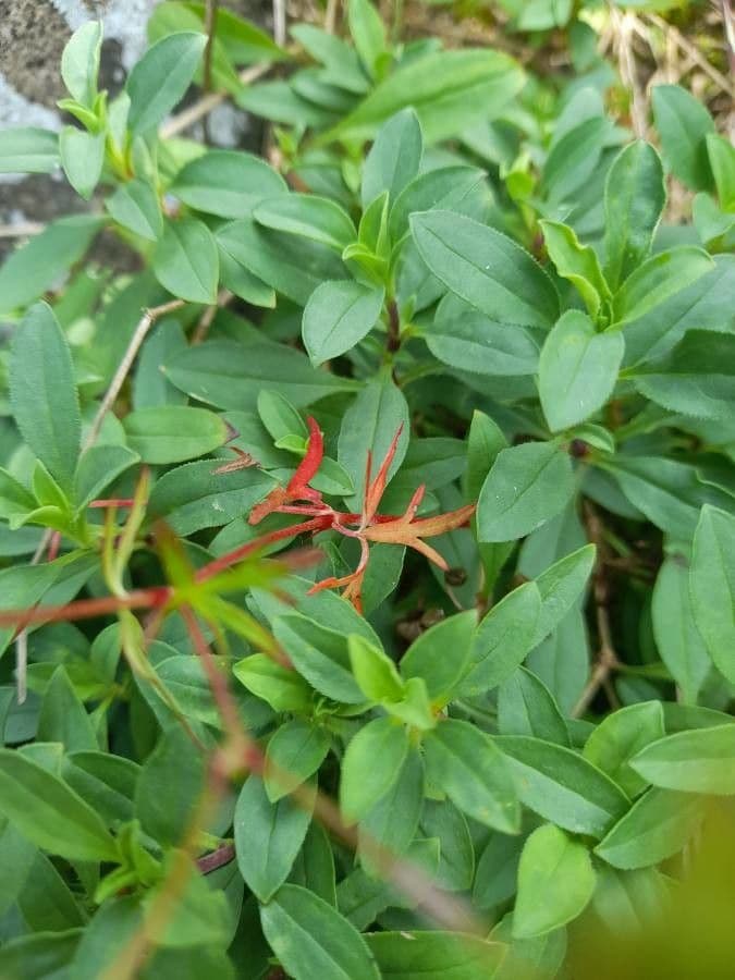 Anisacanthus 15