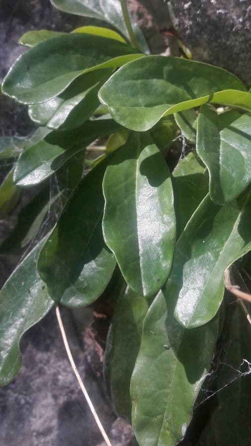 Koulenka bezstvolá 16