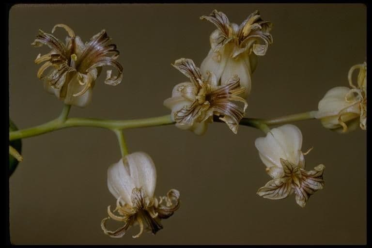 Streptanthus tortuosus 5